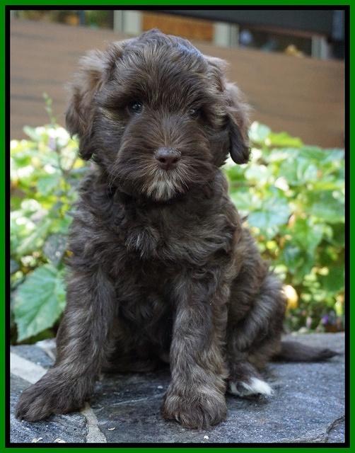 Sandy Texas pups 7 wks old 91