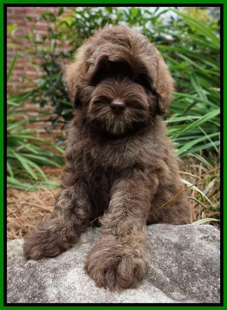 Sandy Texas pups 8 wks old 18!