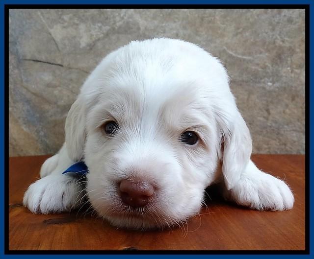 Sandi Texas pups 3 wks old 171