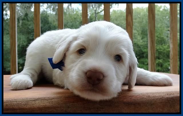 Sandi Texas pups 3 wks old 191