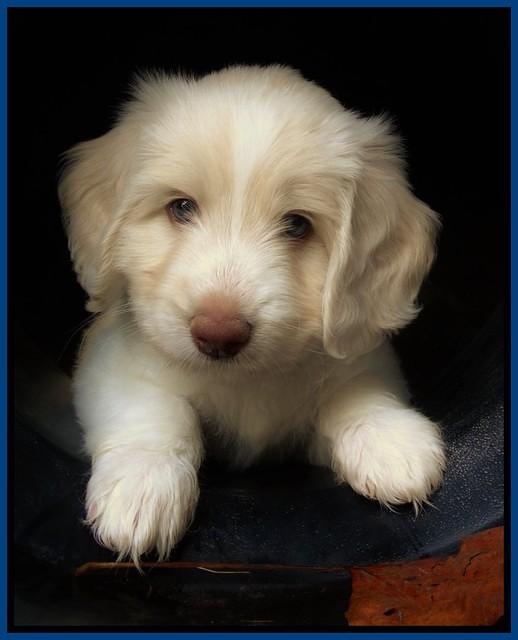 Sandi Texas pups 6 wks old 141