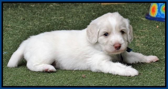 Sandy Texas pups 4 wks old 181
