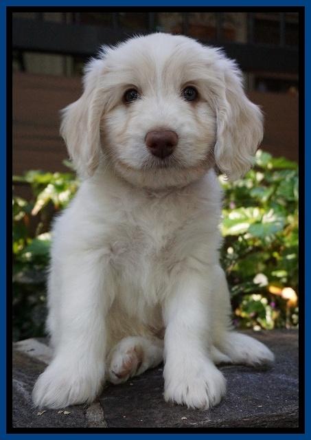 Sandy Texas pups 7 wks old 131