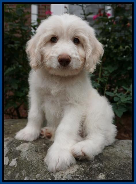 Sandy Texas pups 8 wks old 22!