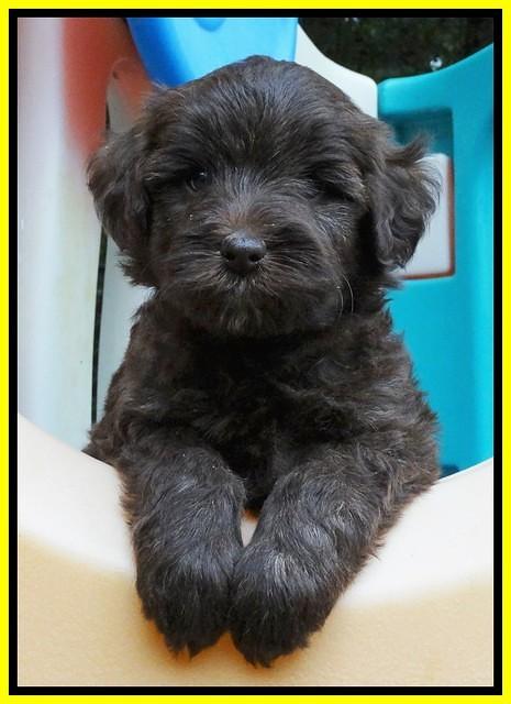 Sandi TExas pups 5 wks old181