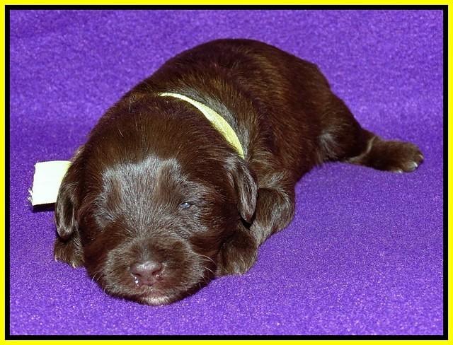 Sandi Texas pups 2 wks old 201