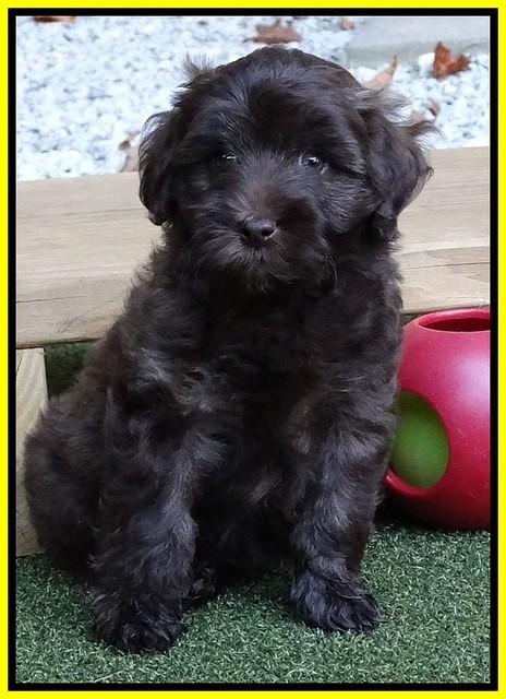 Sandi Texas pups 6 wks old 301