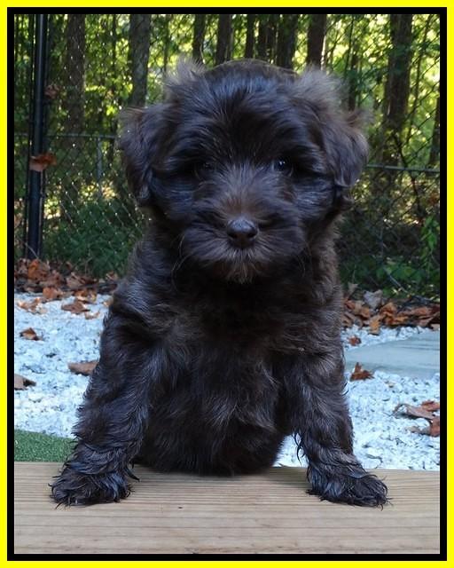 Sandi Texas pups 6 wks old 311