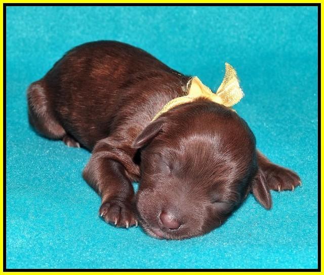 Sandi Texas pups newborn 1 day old1151