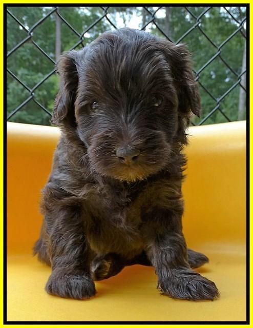 Sandy Texas pups 4 wks old 201