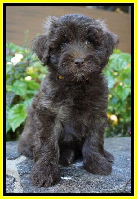 Sandy Texas pups 7 wks old 141