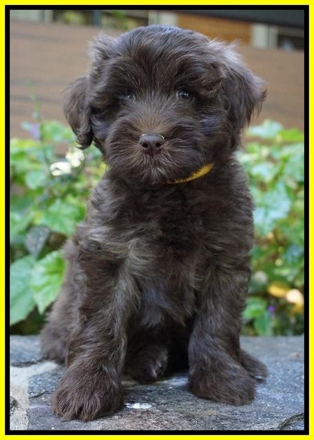Sandy Texas pups 7 wks old 151