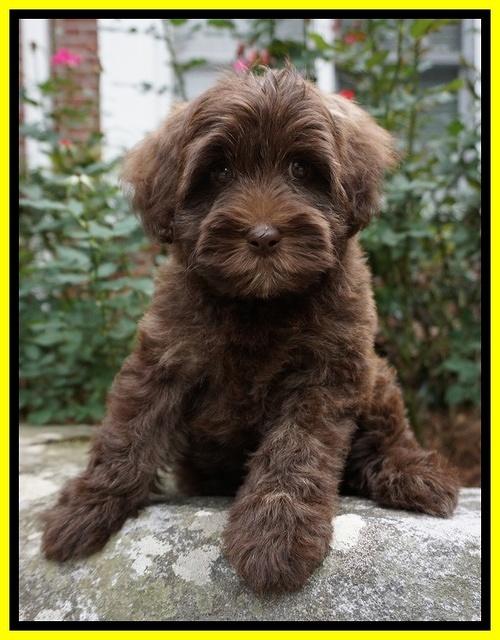 Sandy Texas pups 8 wks old 1!