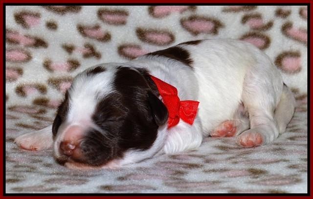 Sandi Texas pups 1 wk old 211