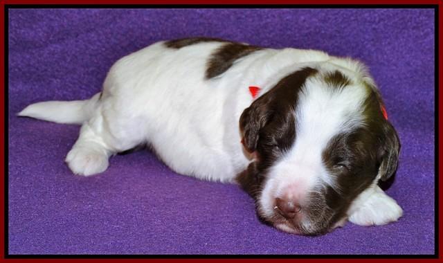 Sandi Texas pups 2 wks old 251
