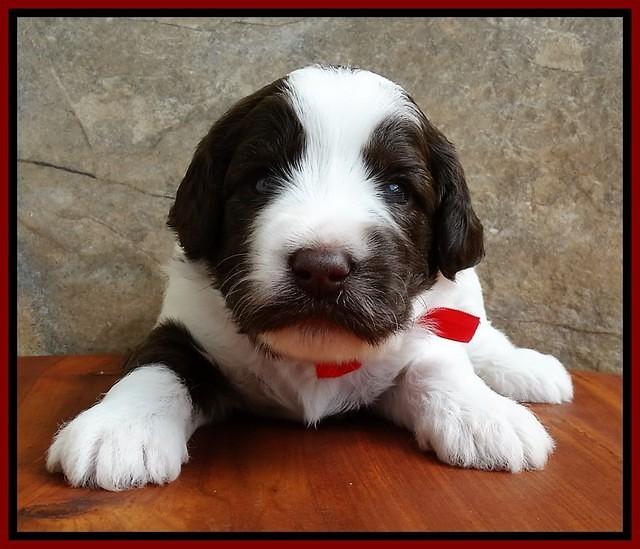 Sandi Texas pups 3 wks old 271