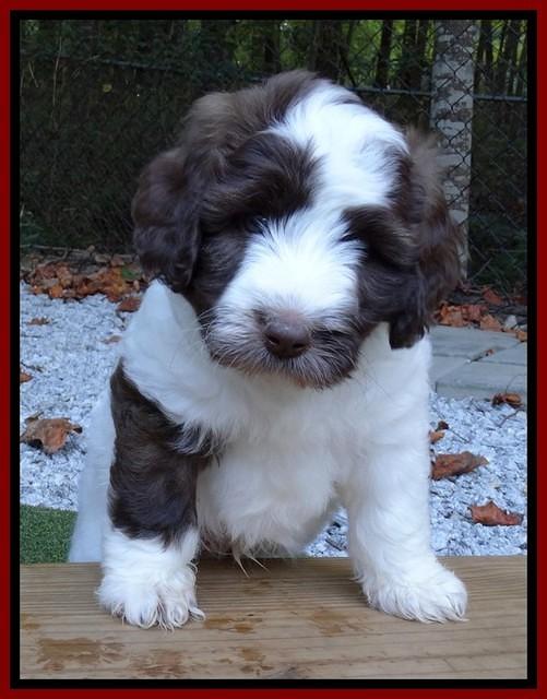 Sandi Texas pups 6 wks old 331