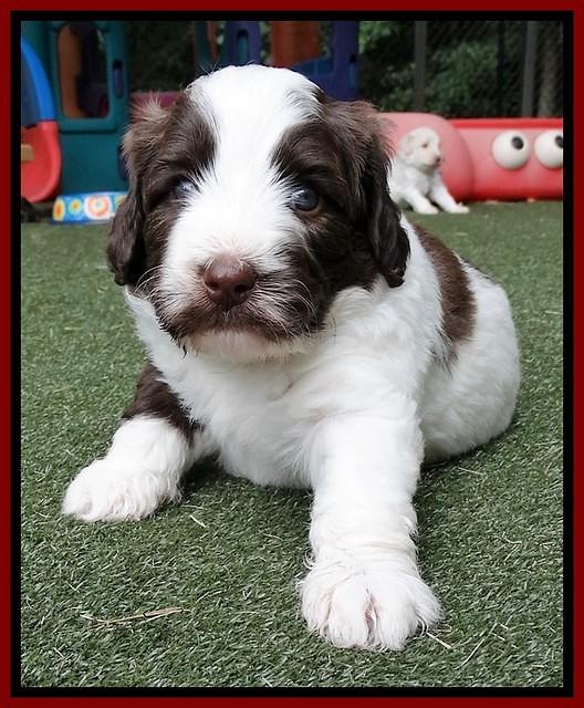 Sandy Texas pups 4 wks old 231
