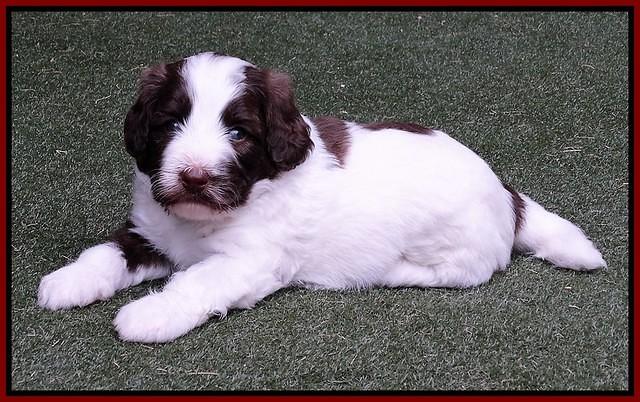 Sandy Texas pups 4 wks old 241