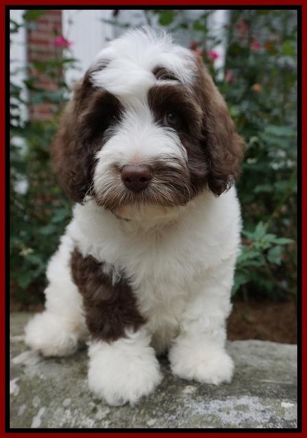 Sandy Texas pups 8 wks old 25!