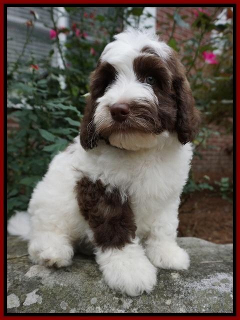 Sandy Texas pups 8 wks old 26!