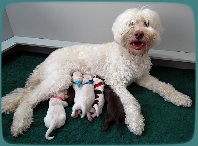 Sandi Texas pups newborn 1 day old1200