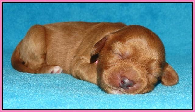 Sky Flicker pups 1 wk old31