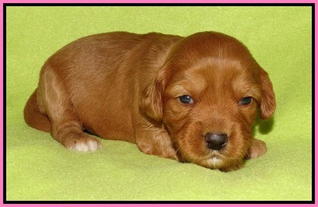 Sky Flicker pups 2 wks old 11