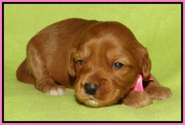 Sky Flicker pups 2 wks old 31