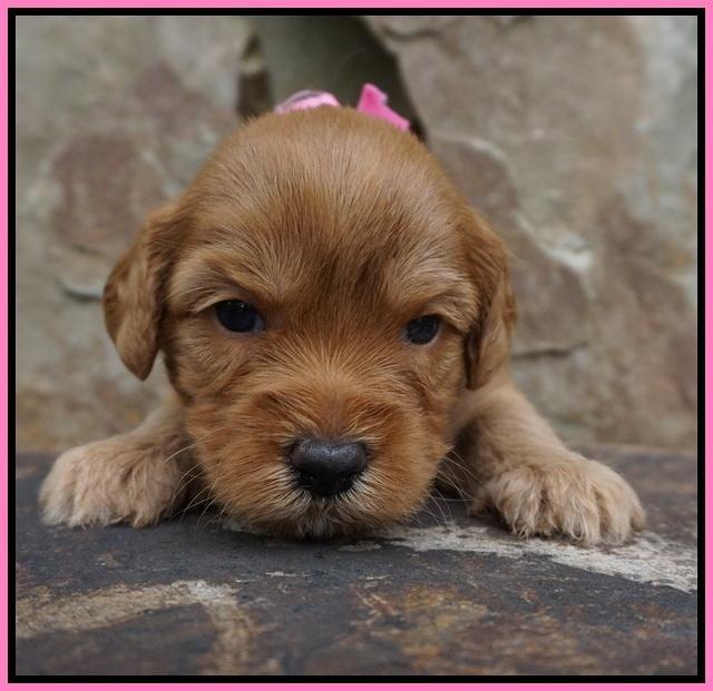 Sky Flicker pups 3 wks old41