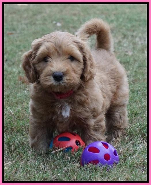 Sky Flicker pups 7 wks old 11