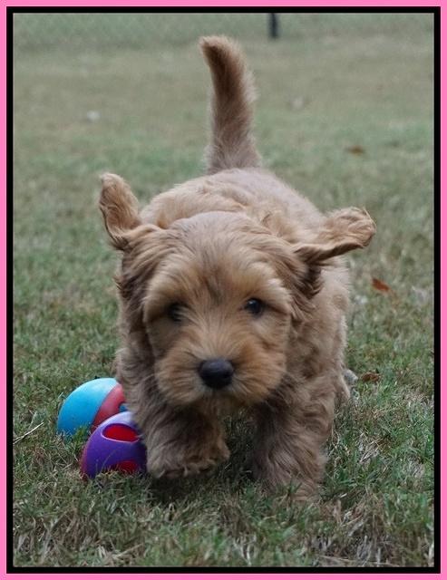 Sky Flicker pups 7 wks old 31