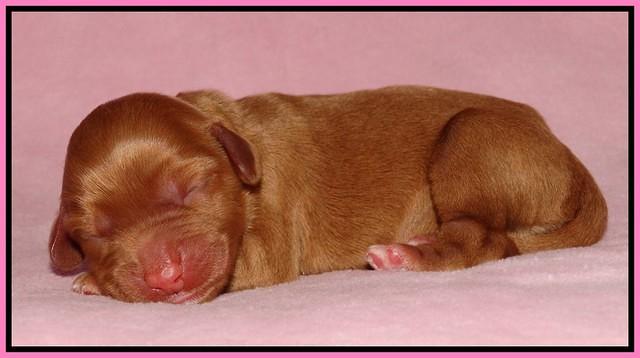 Sky Flicker pups newborn21