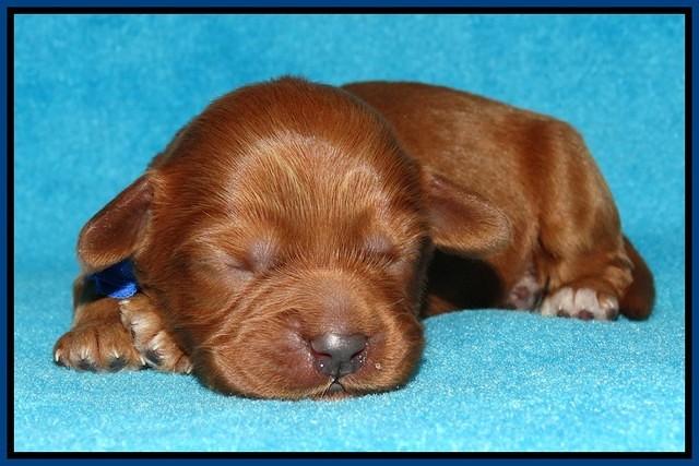 Sky Flicker pups 1 wk old111