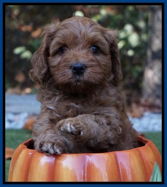 Sky Flicker pups 6 wks old 131
