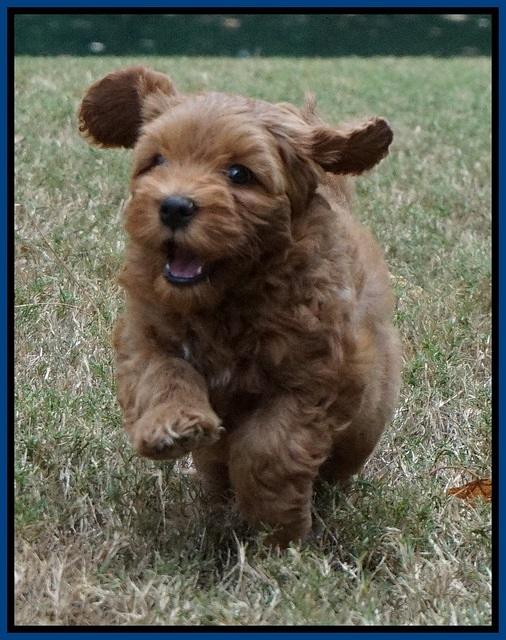 Sky Flicker pups 7 wks old 141