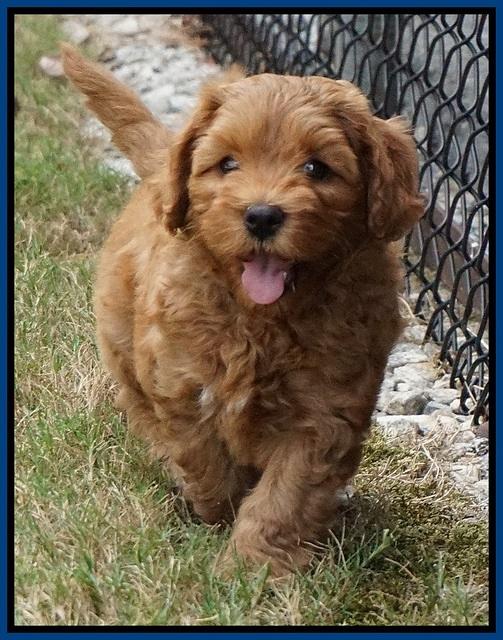 Sky Flicker pups 7 wks old 151