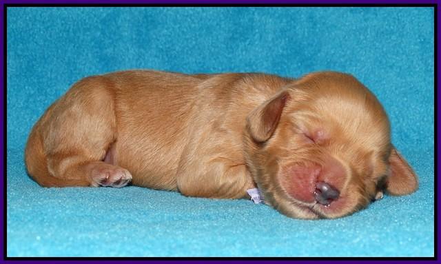 Sky Flicker pups 1 wk old51