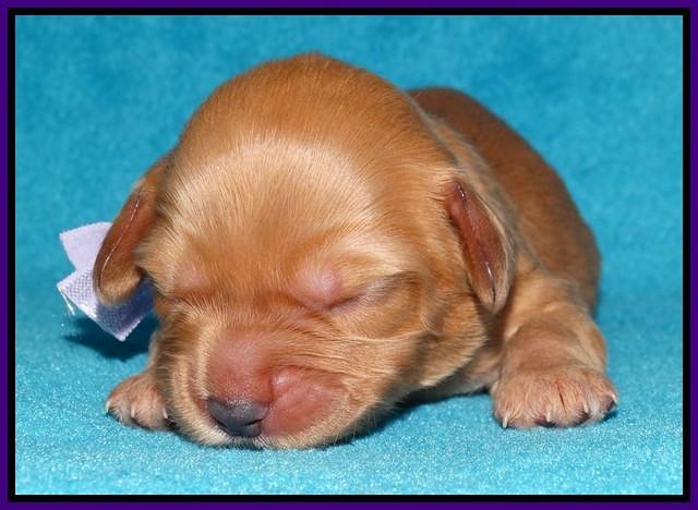 Sky Flicker pups 1 wk old61