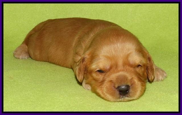 Sky Flicker pups 2 wks old 51