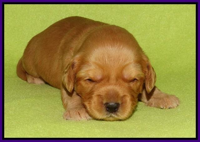 Sky Flicker pups 2 wks old 71