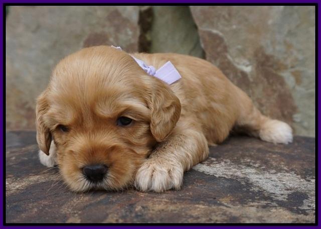 Sky Flicker pups 3 wks old51