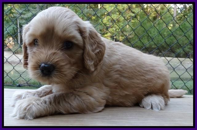 Sky Flicker pups 5 wks old61