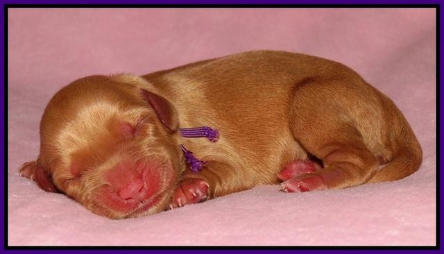 Sky Flicker pups newborn31