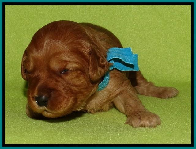 Sky Flicker pups 2 wks old 81