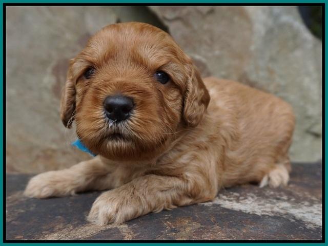 Sky Flicker pups 3 wks old71
