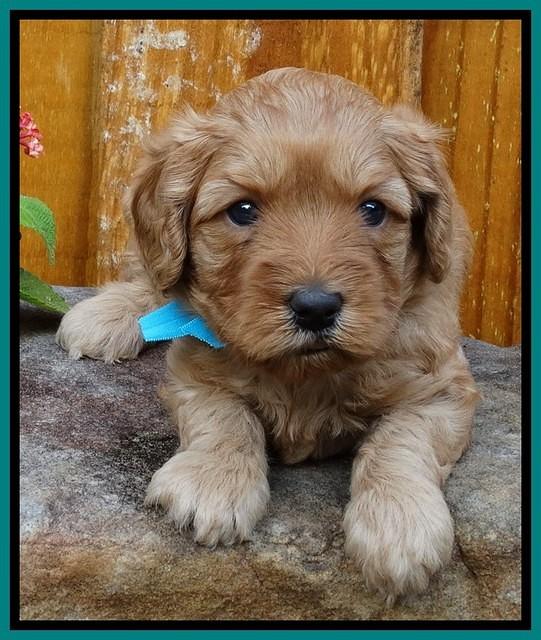 Sky Flicker pups 4 wks old 81