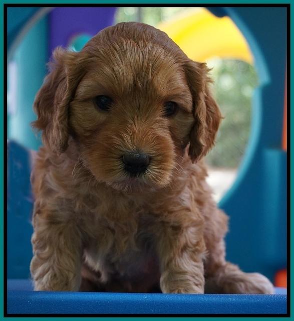 Sky Flicker pups 5 wks old91