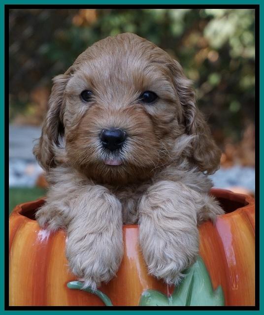 Sky Flicker pups 6 wks old 101