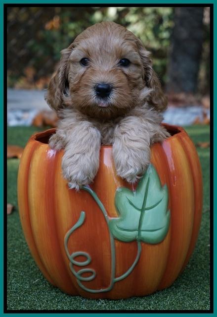 Sky Flicker pups 6 wks old 91